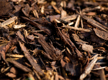 Eucommia bark 5:1