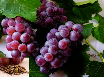 Grape Seed Ext. 95%