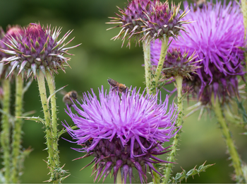 Milk Thistle 80% Silybum
