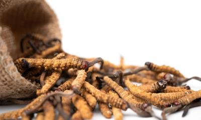 Do you know the effects of Cordyceps sinensis?